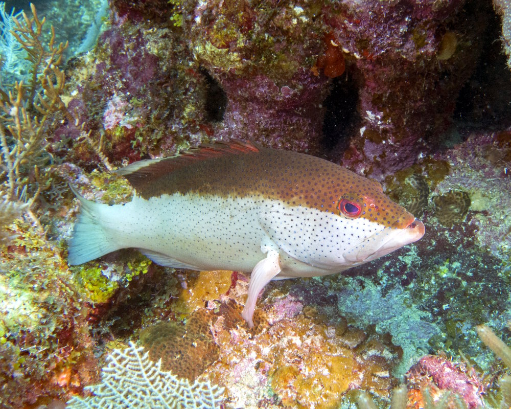 Le coné ouatalibi (Cephalopholis fulva)