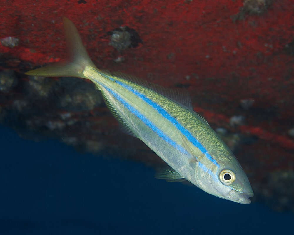 Le coureur arc-en-ciel (Elagatis bipinnulata)