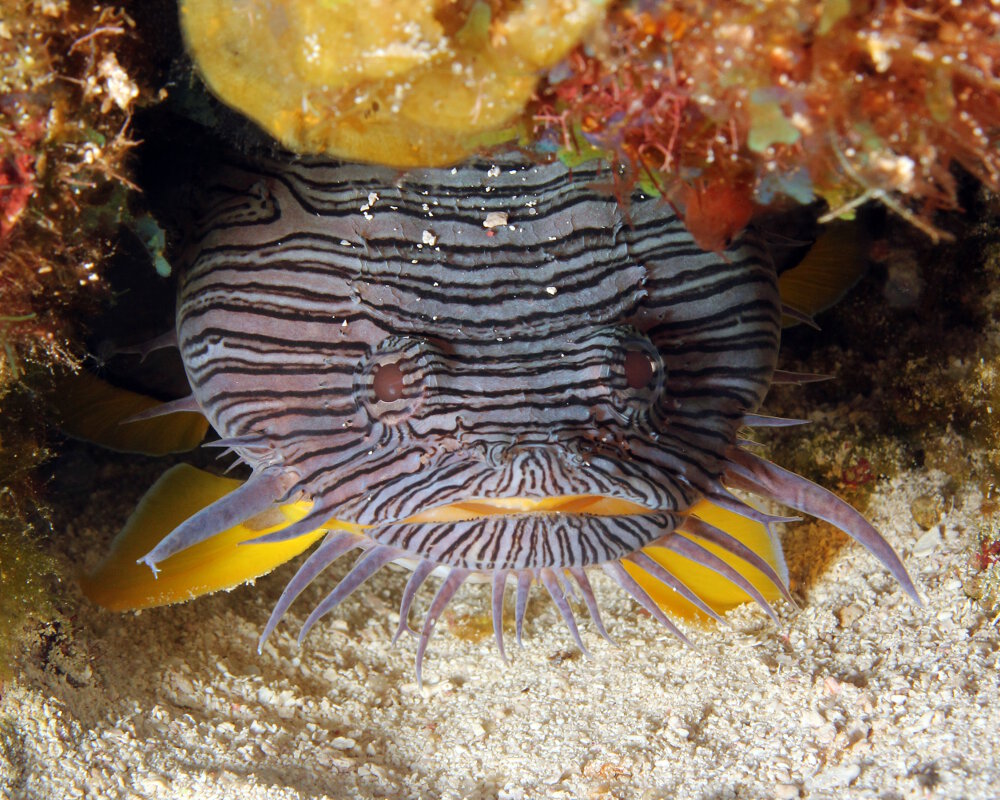 Le poisson crapaud splendide (Sanopus splendidus)