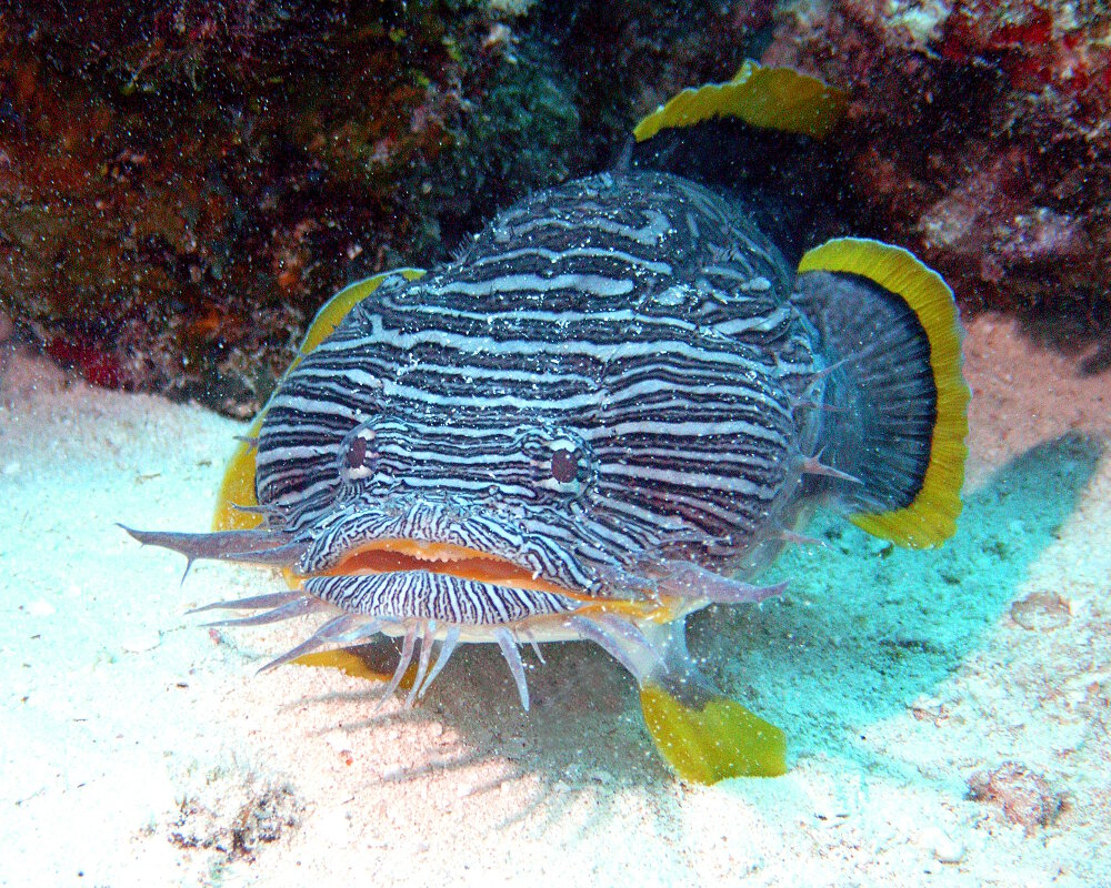 Le poisson crapaud splendide (Sanopus splendidus)