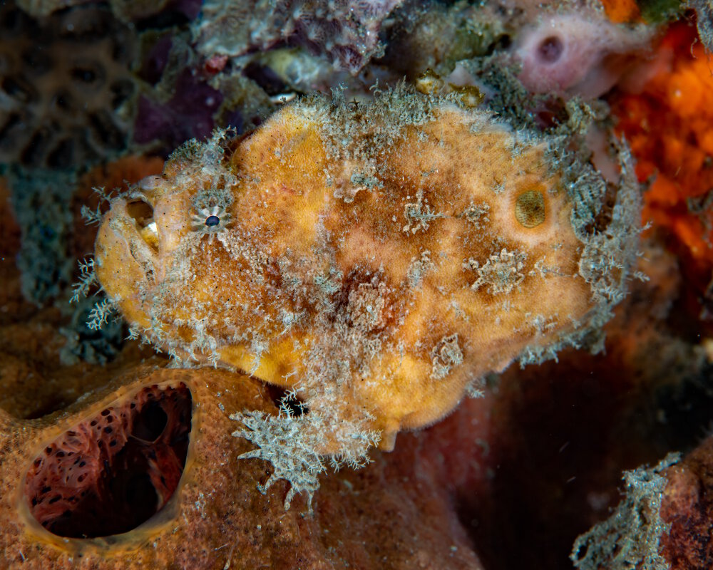 Le poisson crapaud tacheté (Abantennarius nummifer)