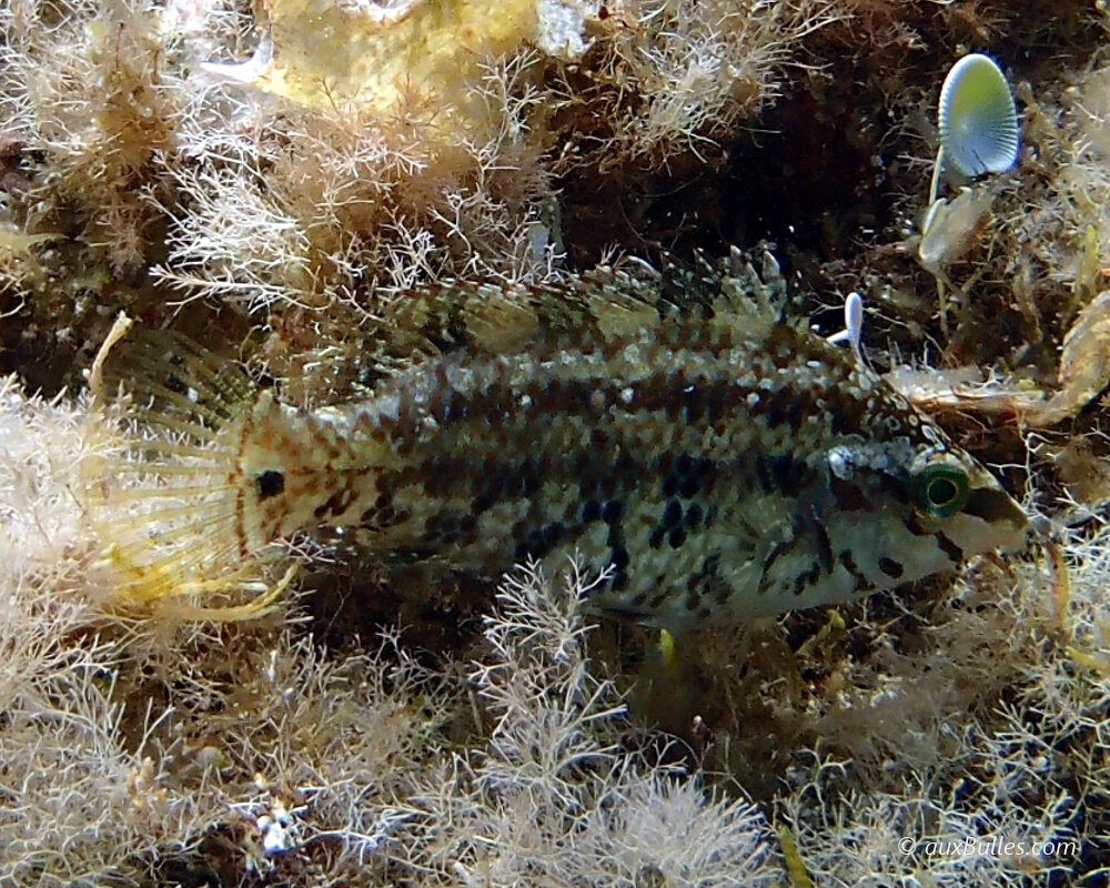Le crénilabre à cinq tâches (Symphodus roissali)