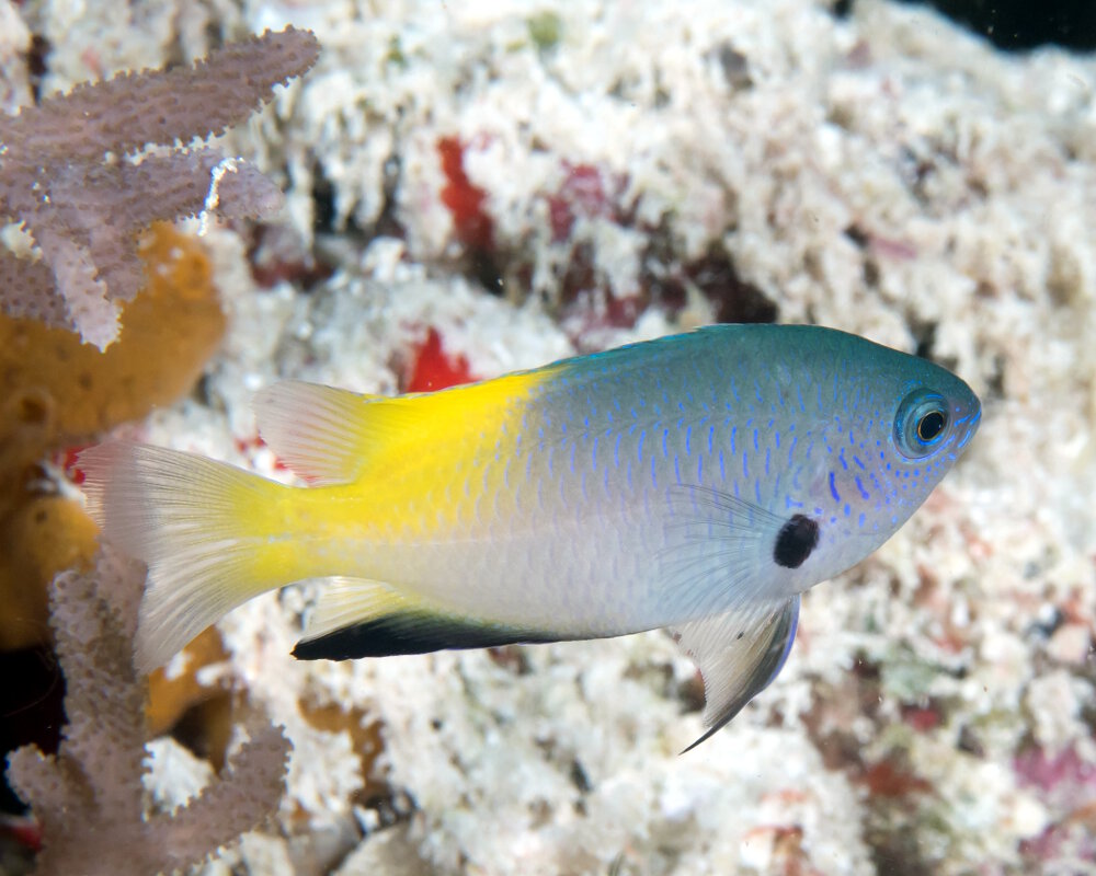 La demoiselle à dos doré (Pomacentrus nigromanus)