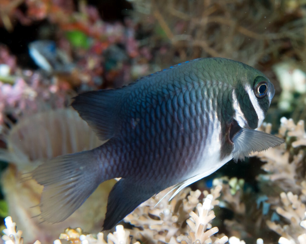 La demoiselle à gueule rayée noire (Neoglyphidodon thoracotaeniatus)
