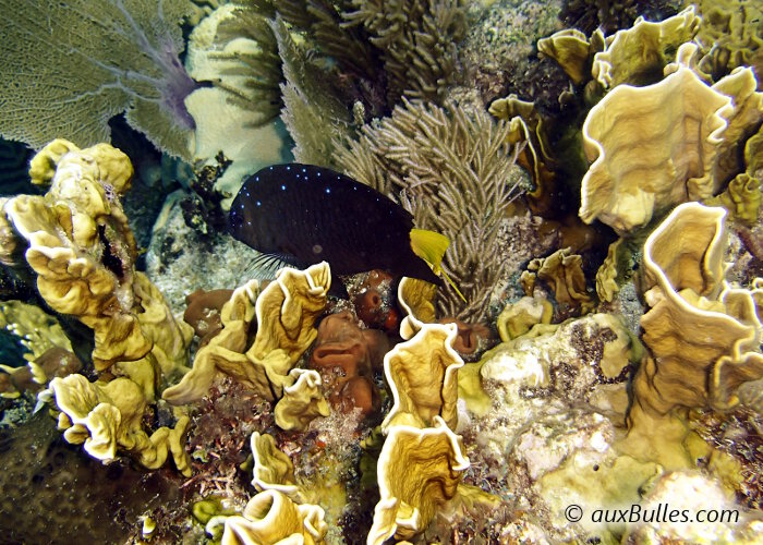 La demoiselle à queue jaune (Microspathodon chrysurus)