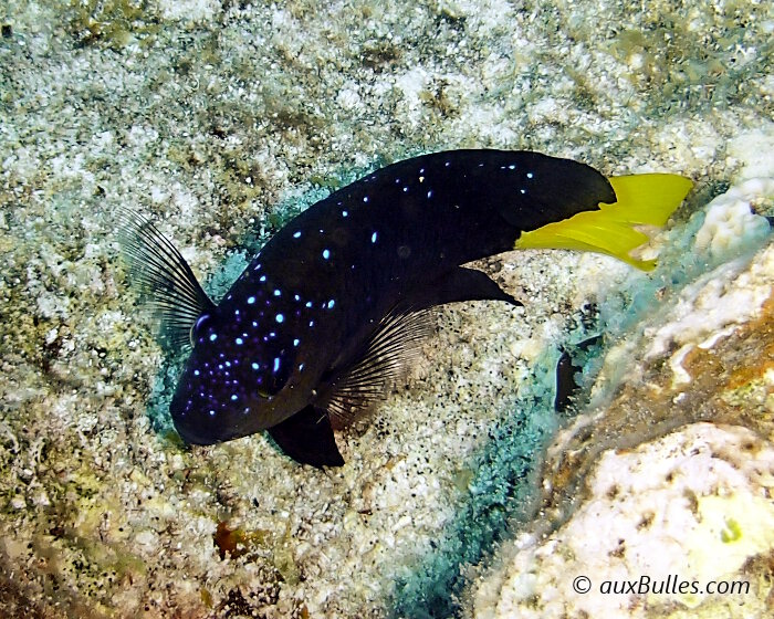 La demoiselle à queue jaune (Microspathodon chrysurus)