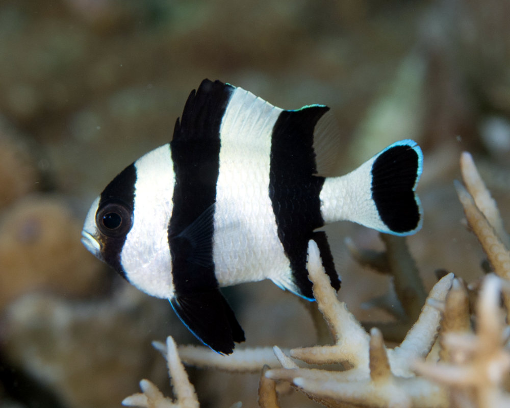 La demoiselle à queue noire (Dascyllus melanurus)