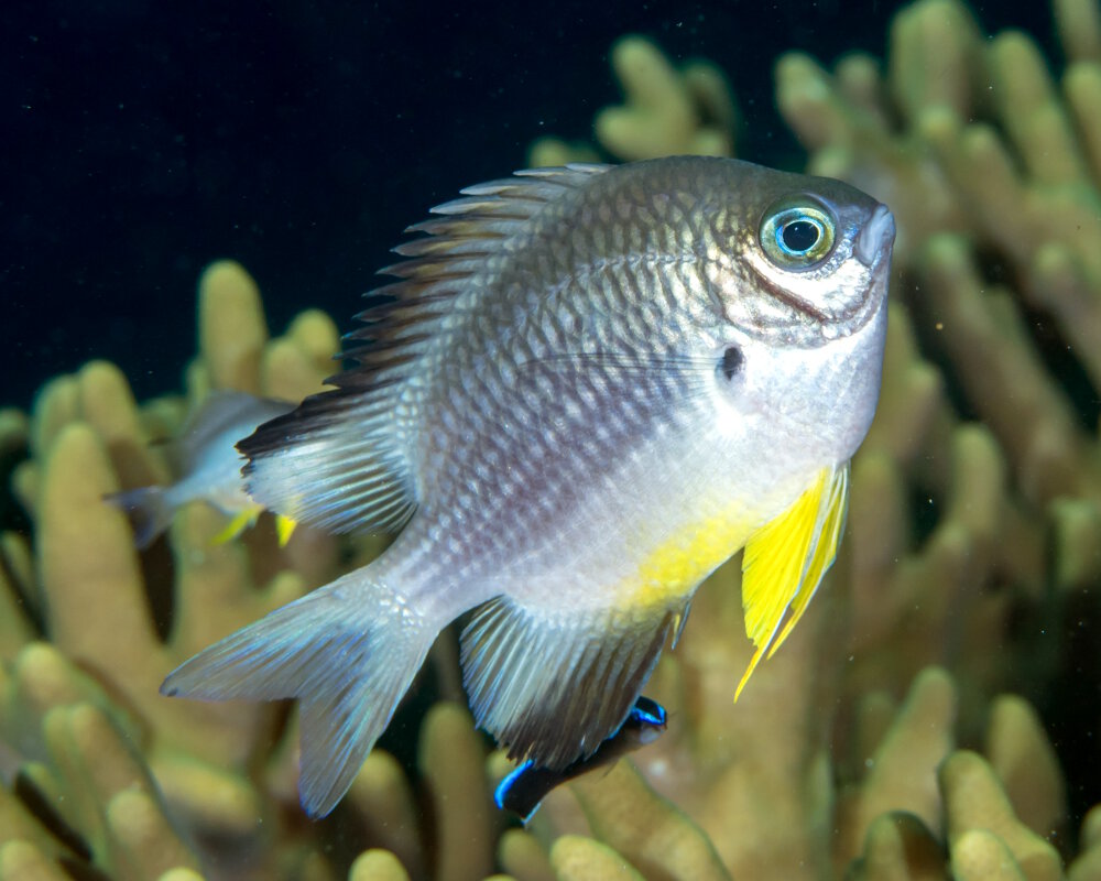 La demoiselle à ventre blanc (Amblyglyphidodon leucogaster)