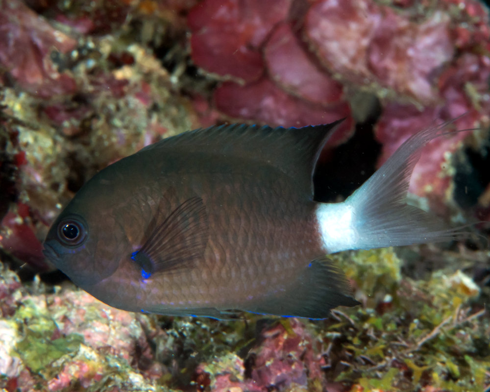 La demoiselle à zone axillaire bleue (Chromis caudalis)