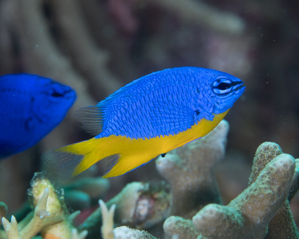 La demoiselle azur (Chrysiptera hemicyanea)