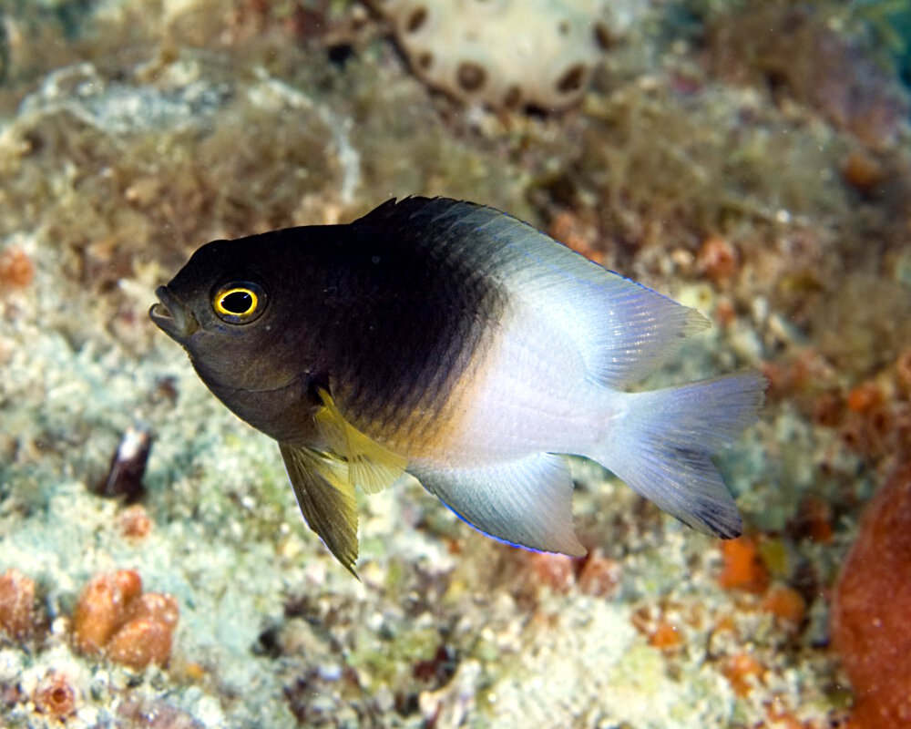 La demoiselle bicolore (Stegastes partitus)