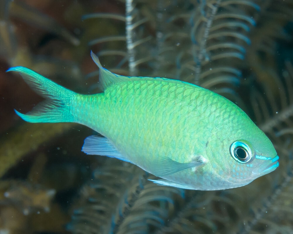 La demoiselle bleu-vert (Chromis viridis)