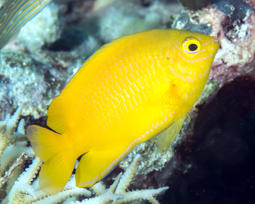 La demoiselle citron (Pomacentrus moluccensis)