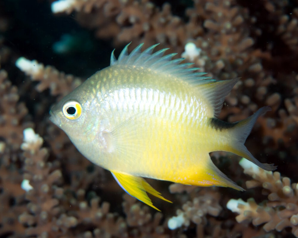 La demoiselle de Ternate (Amblyglyphidodon ternatensis)