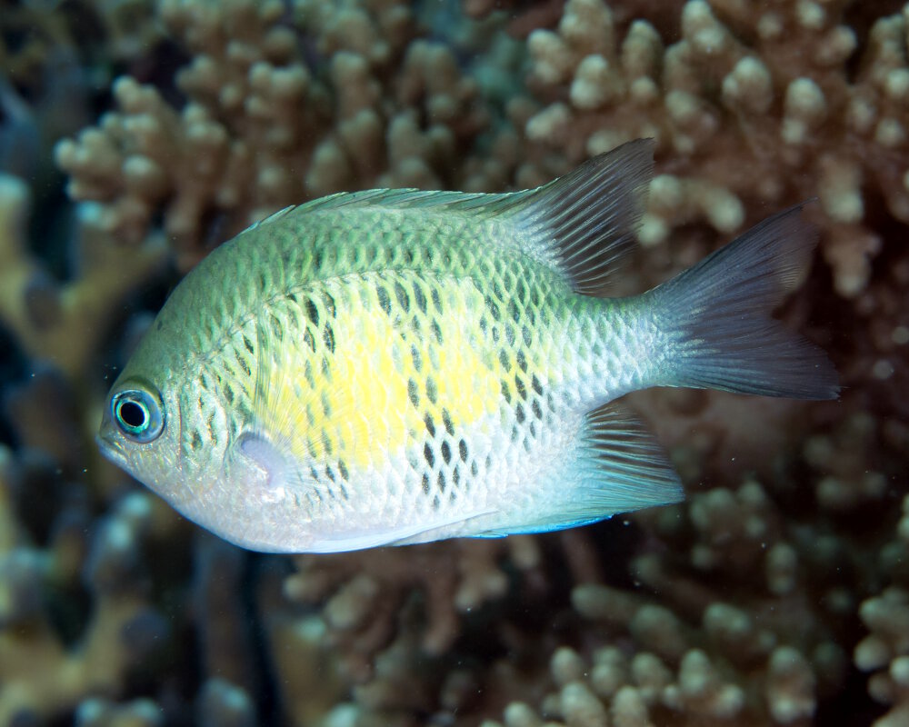 La demoiselle des cornes de cerf (Amblyglyphidodon curacao)