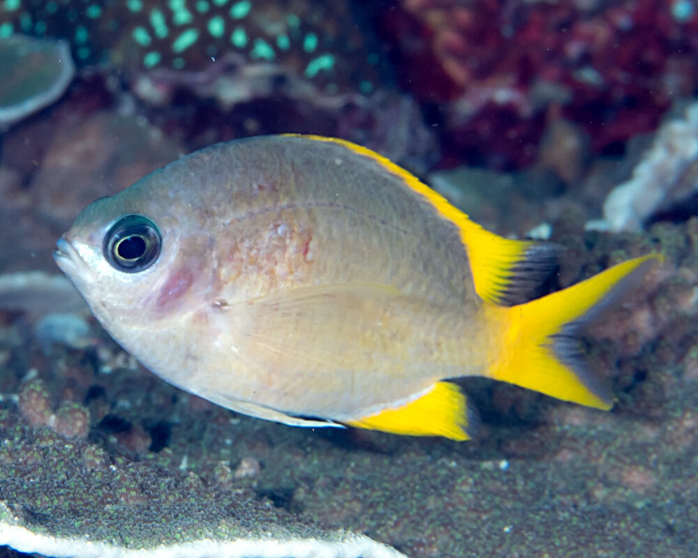 La demoiselle jaune (Chromis analis)