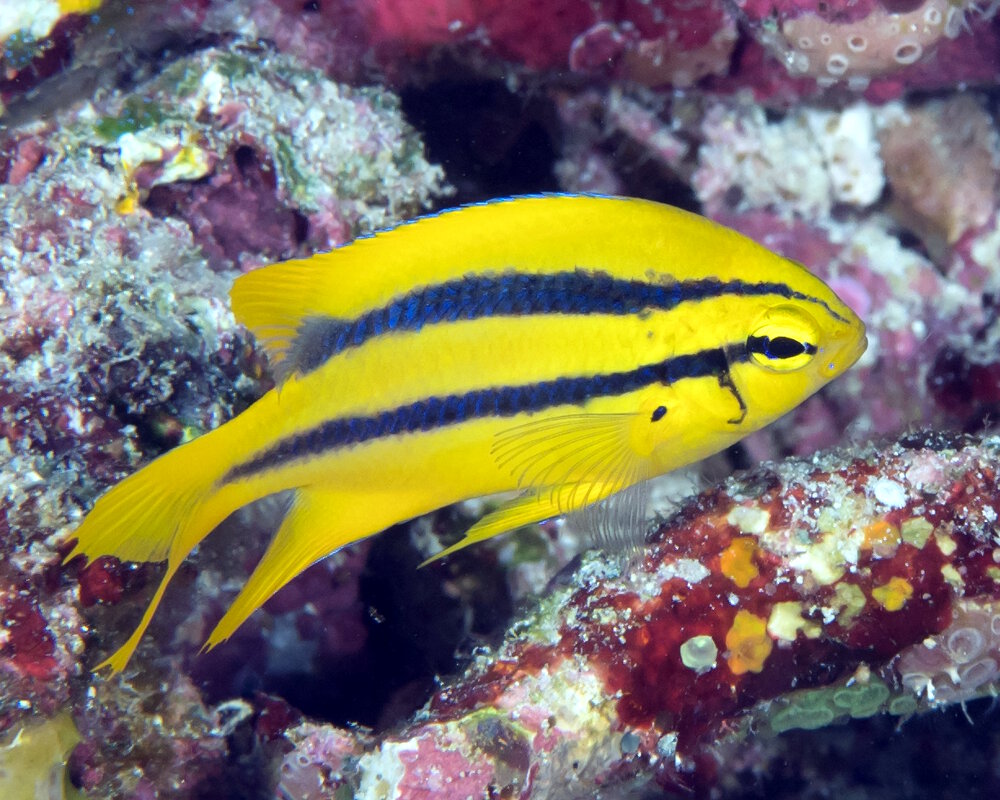 La demoiselle noir et or juvénile (Neoglyphidodon nigroris)