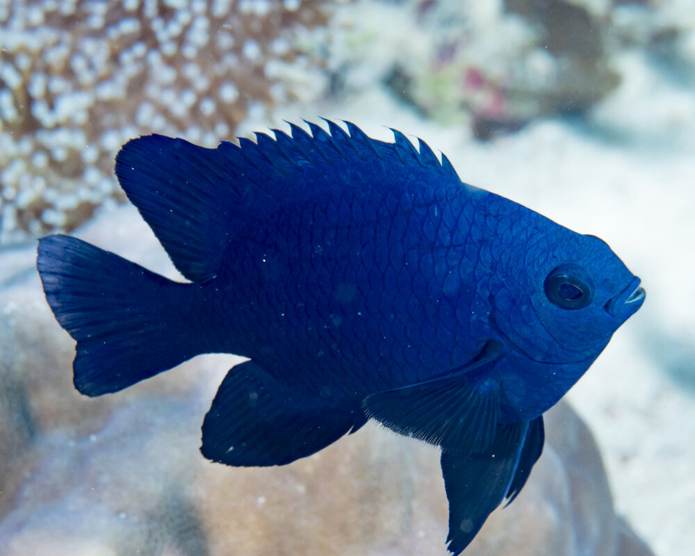 La demoiselle noire (Neoglyphidodon melas)