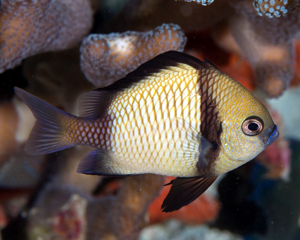 La demoiselle réticulée (Dascyllus reticulatus)