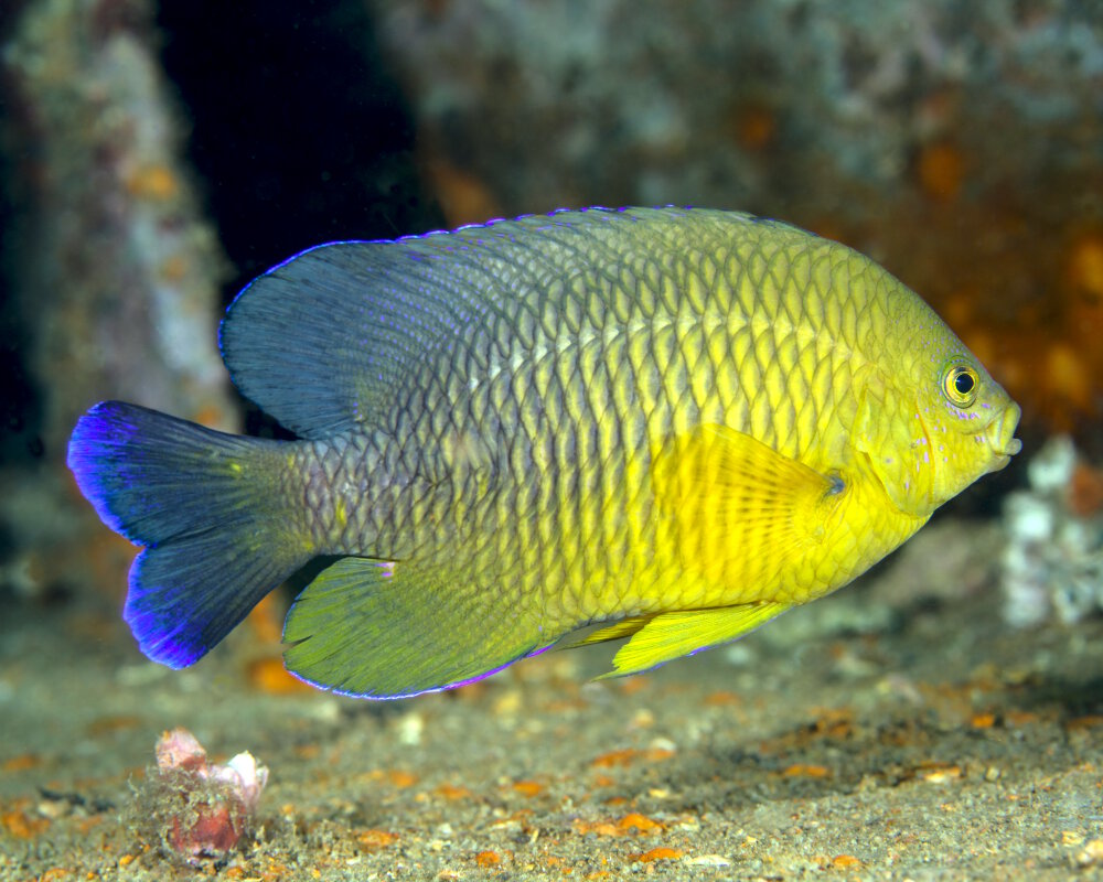La demoiselle sombre (Stegastes fuscus)