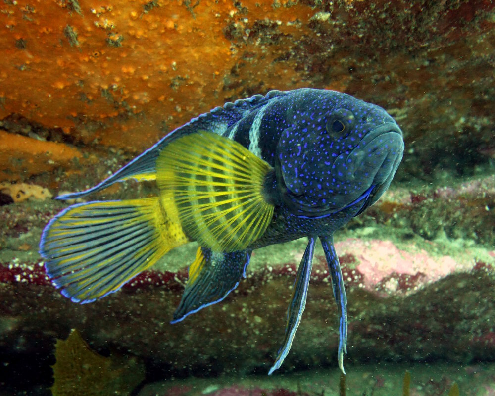 Le diable bleu de Bleeker (Paraplesiops bleekeri)