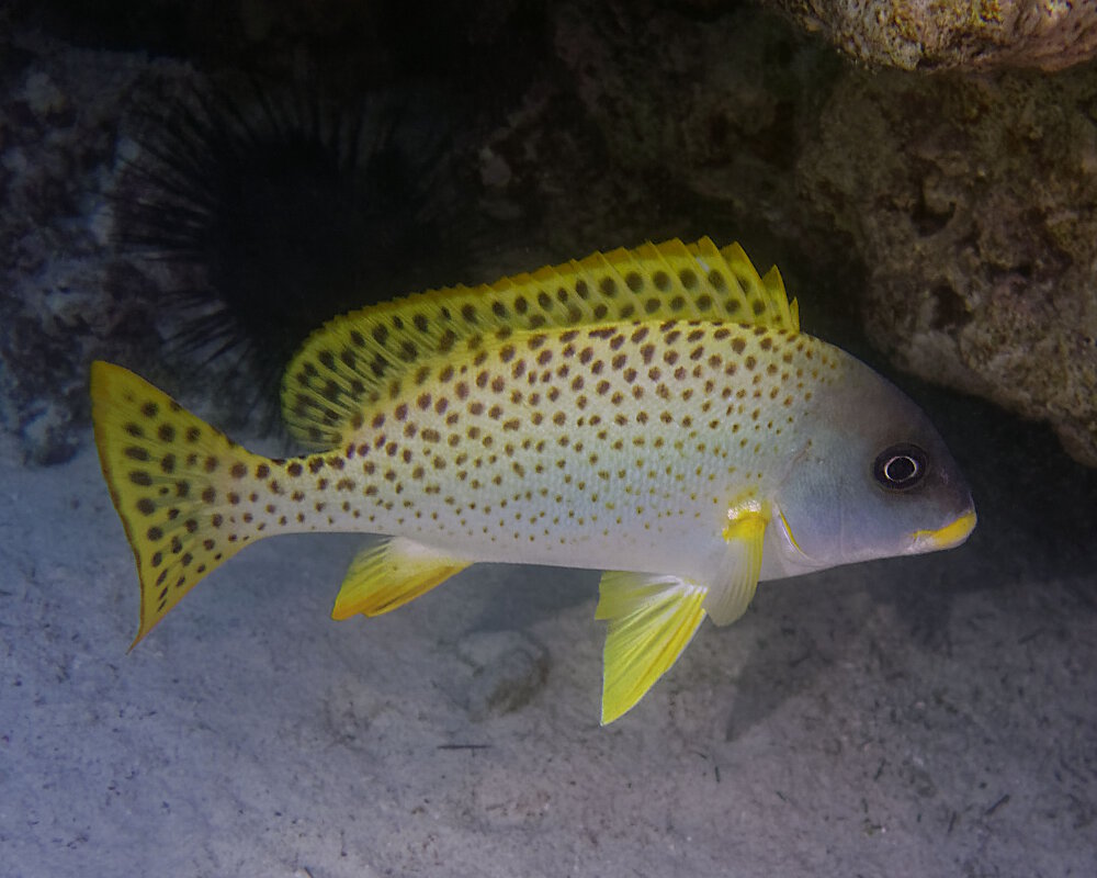 Le diagramme ou gaterin moucheté (Plectorhinchus gaterinus)