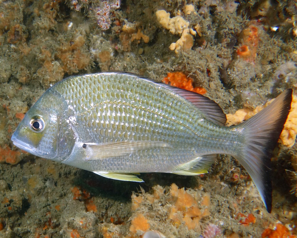 La dorade à nageoires jaunes australienne (Acanthopagrus australis)