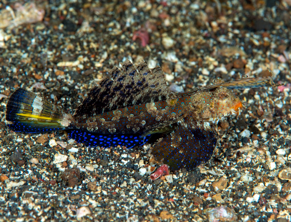 Le dragonnet de Kuiter (Dactylopus kuiteri)