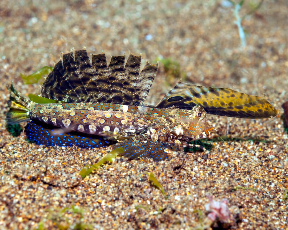 Le dragonnet de Kuiter (Dactylopus kuiteri)