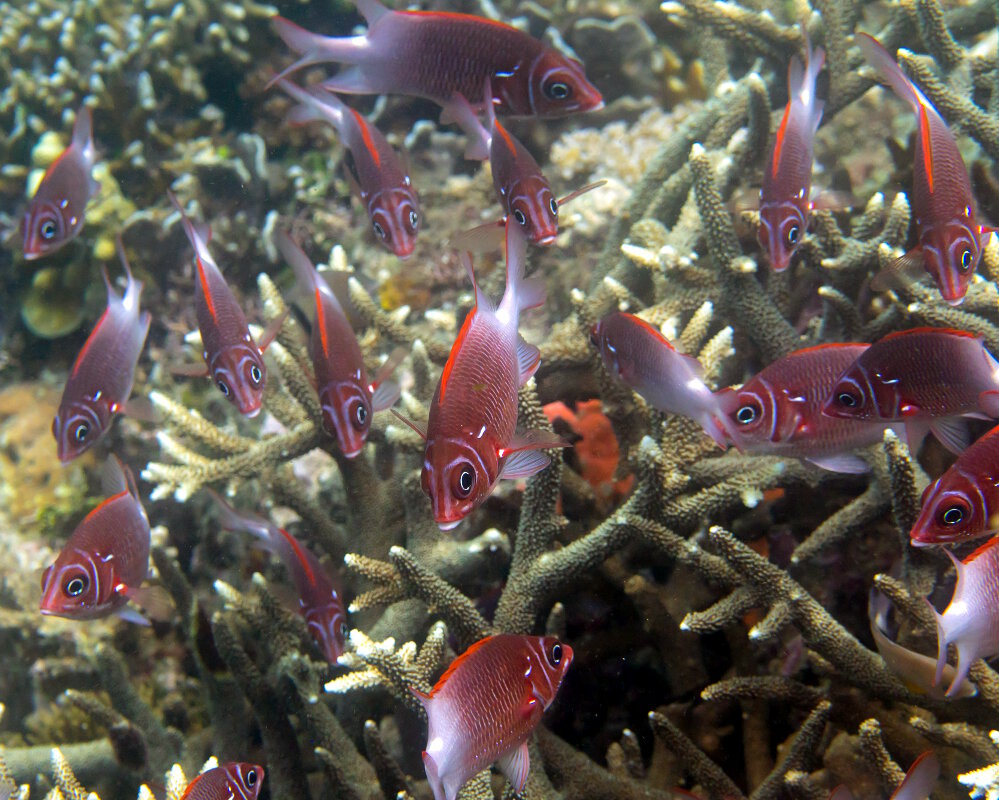 Le poisson écureuil à queue blanche (Sargocentron caudimaculatum)