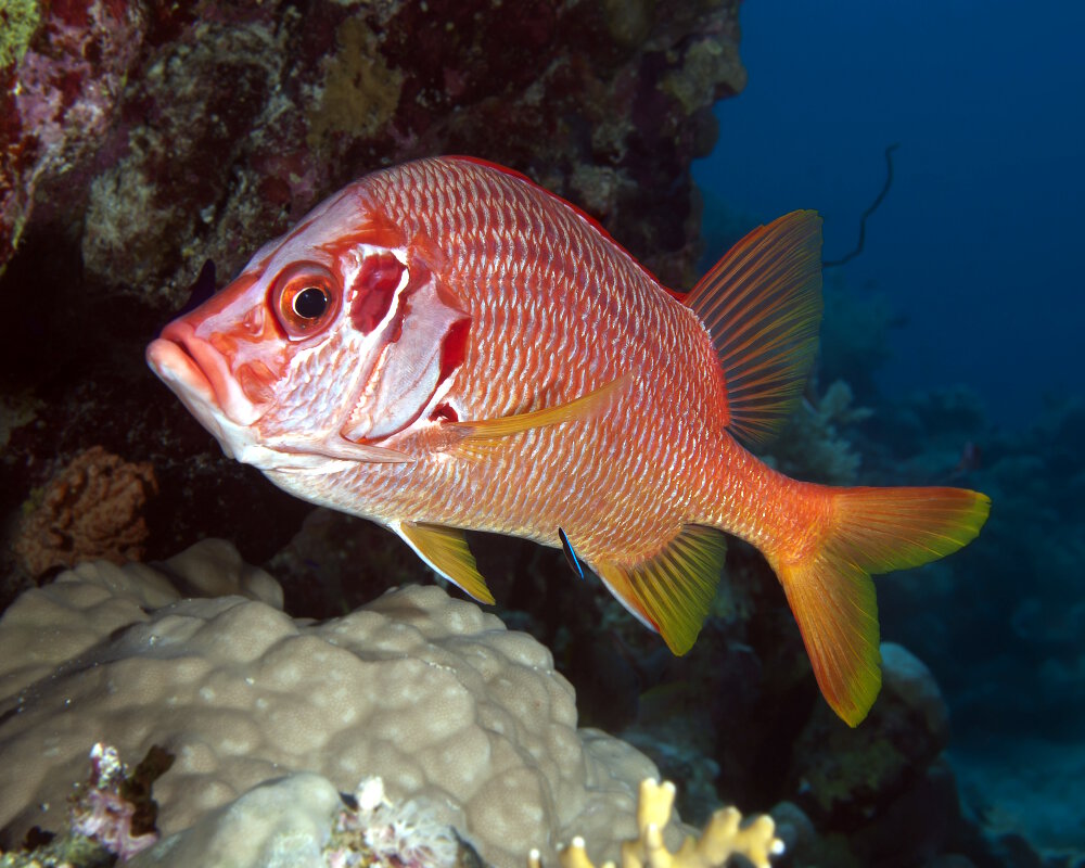 Le poisson écureuil géant (Sargocentron spiniferum)