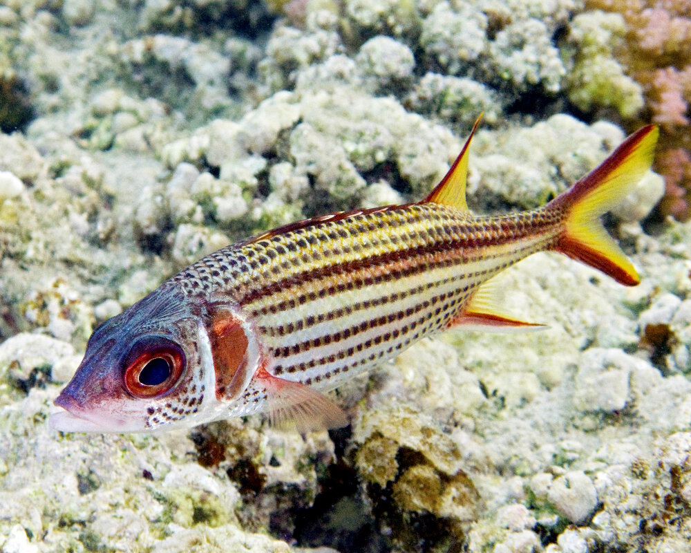 Le poisson écureuil tacheté (Neoniphon sammara)