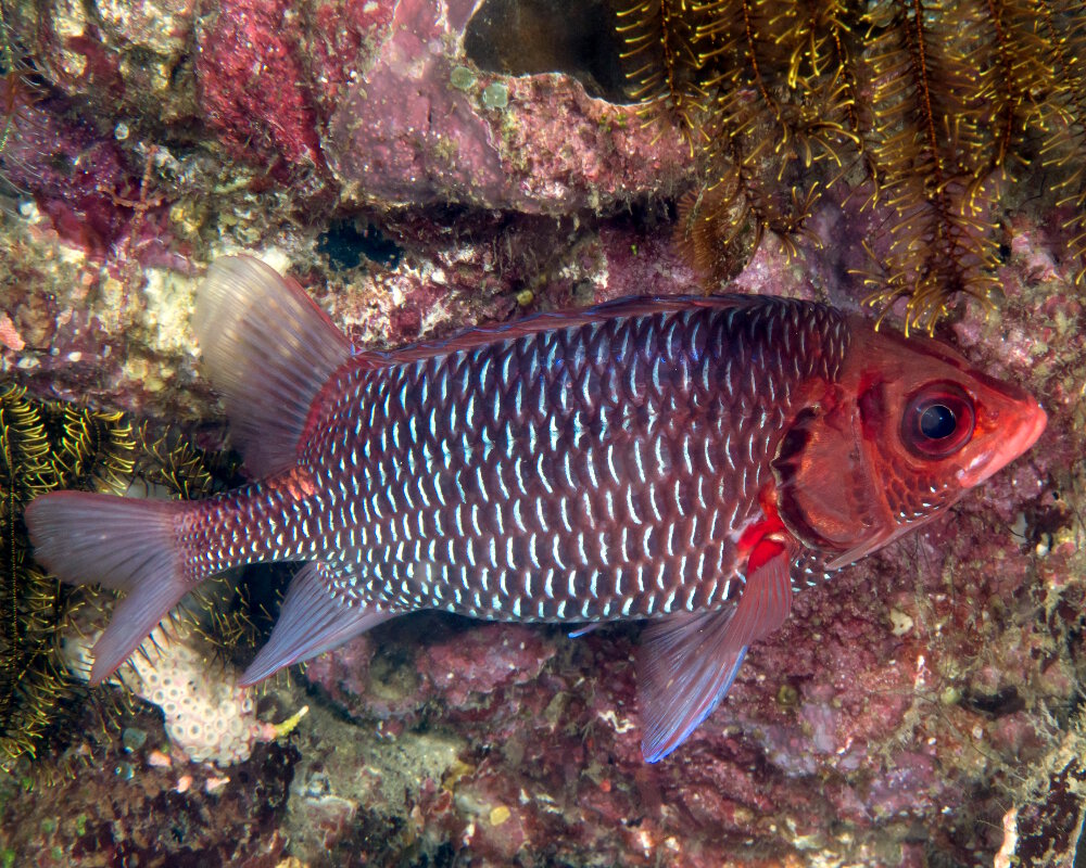 Le poisson écureuil violet (Sargocentron violaceum)