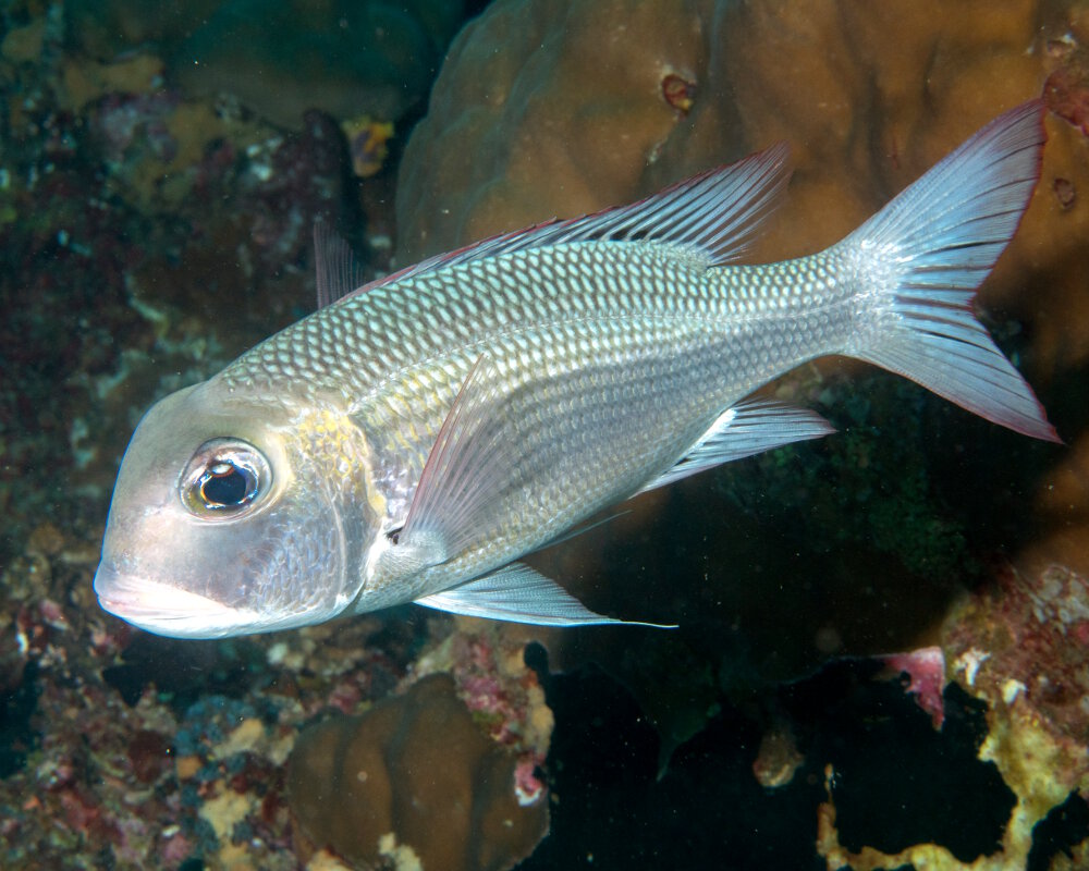 L'empereur bossu (Monotaxis grandoculis)