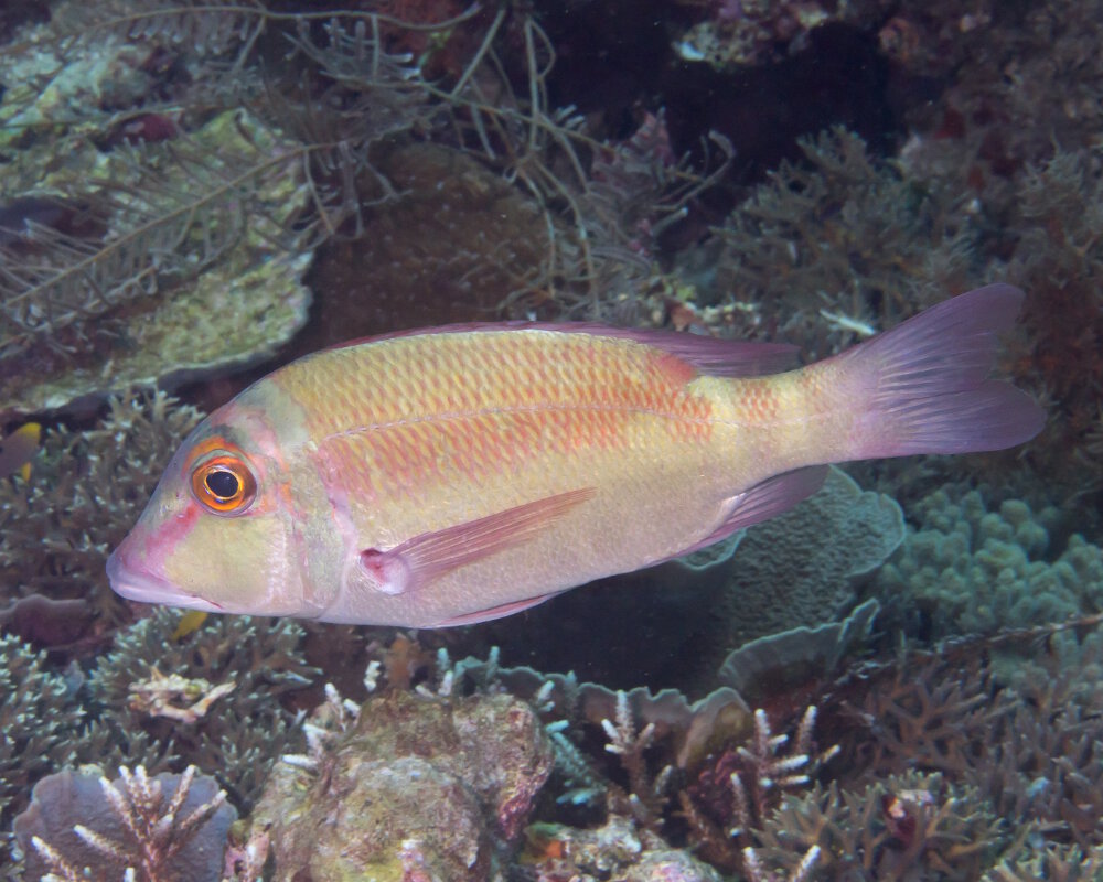 L'empereur grandes nageoires (Lethrinus erythropterus)