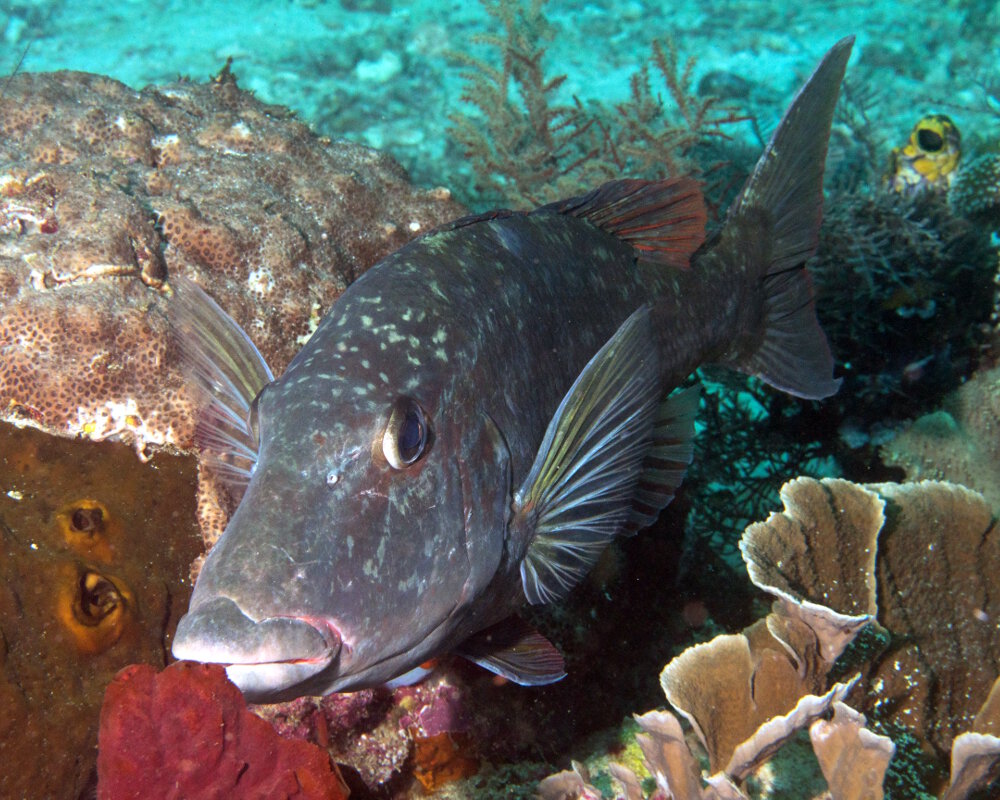L'empereur gueule longue (Lethrinus olivaceus)