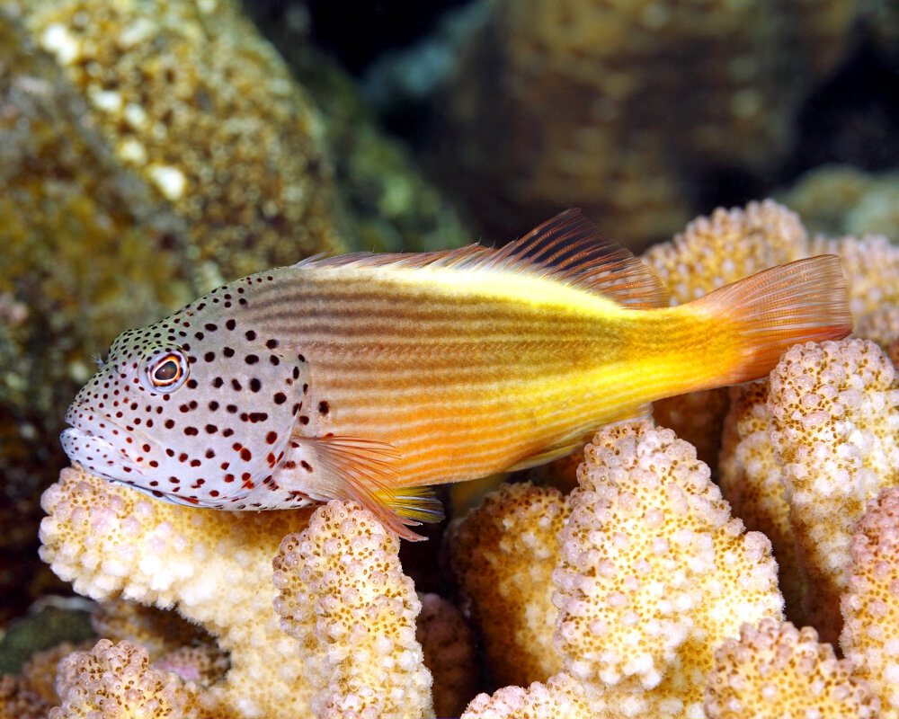 Le poisson épervier à tête ponctuée (Paracirrhites forsteri)