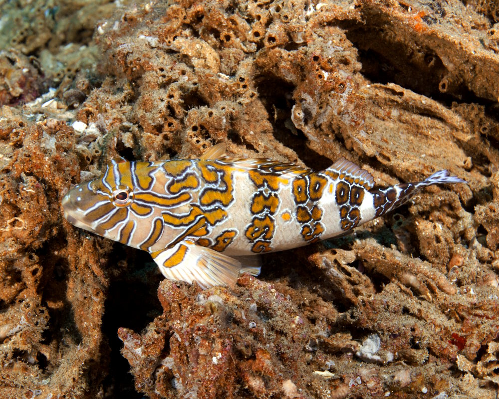 Le poisson faucon géant (Cirrhitus rivulatus)