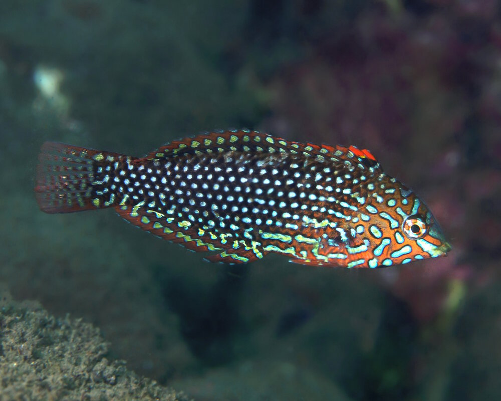 Le faux labre léopard (Macropharyngodon ornatus)