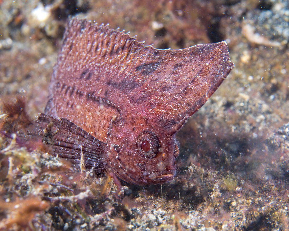 Le poisson feuille épineux (Ablabys macracanthus)