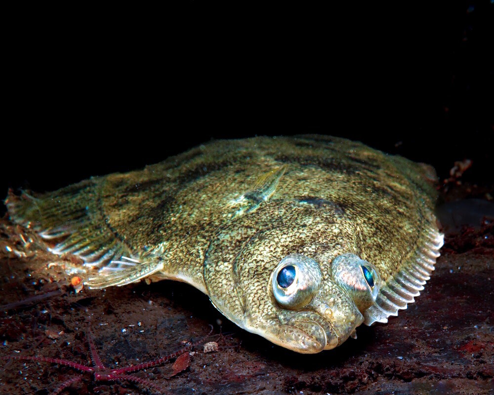 Le flet d'europe (Platichthys flesus)