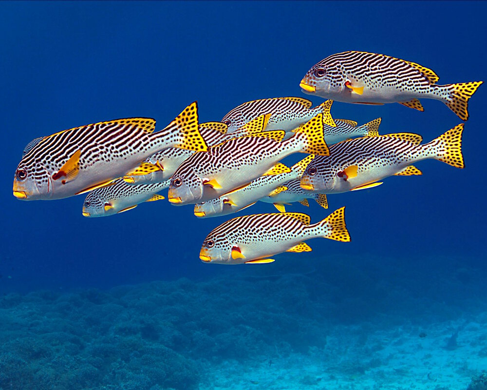 Le gaterin à bandes diagonales (Plectorhinchus lineatus)