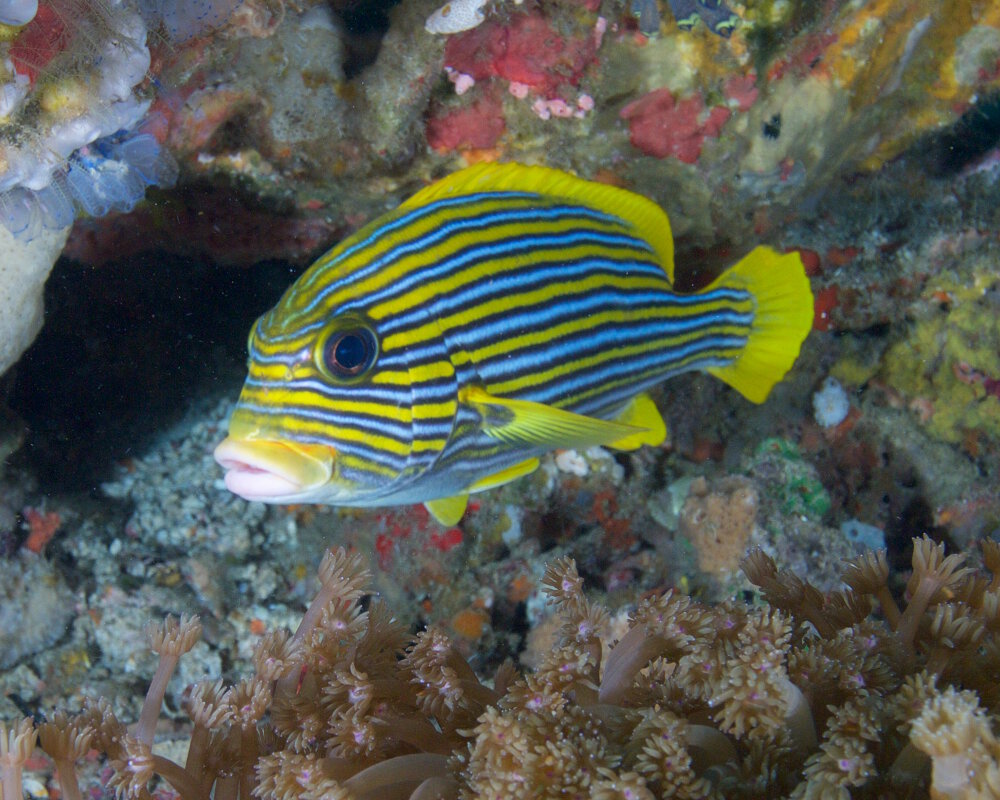 Le gaterin à rubans (Plectorhinchus polytaenia)