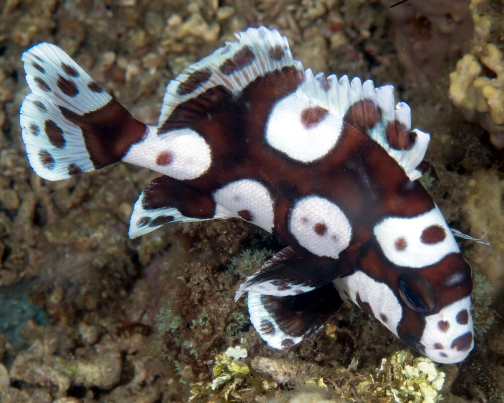 Le gaterin arlequin (Plectorhinchus chaetodonoides)