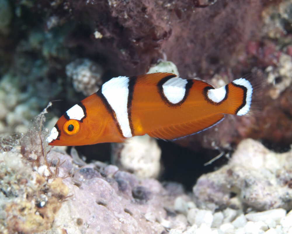 La girelle africaine (Coris cuvieri)