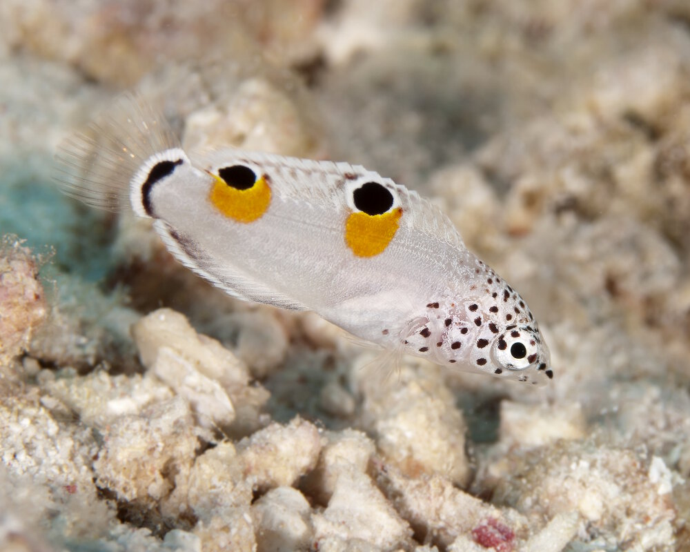 La girelle clown (Coris aygula)