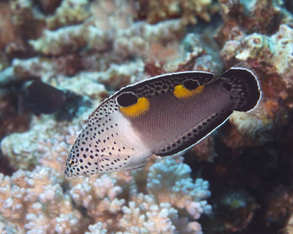 La girelle clown (Coris aygula)