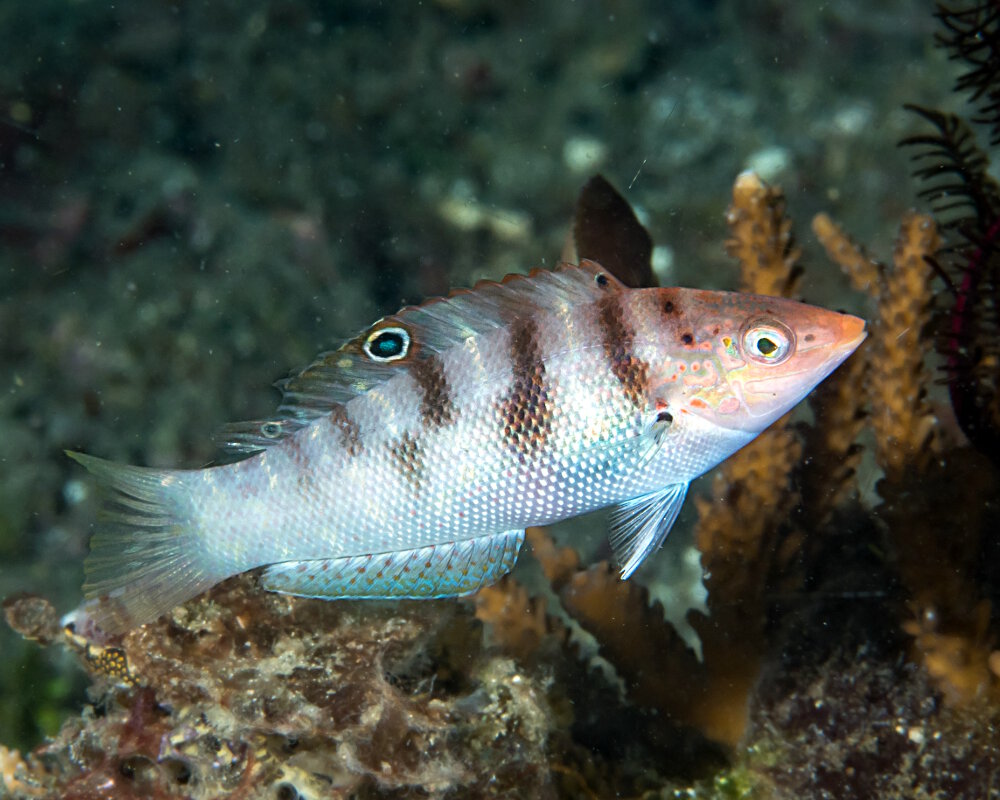 La girelle de Batu (Coris batuensis)