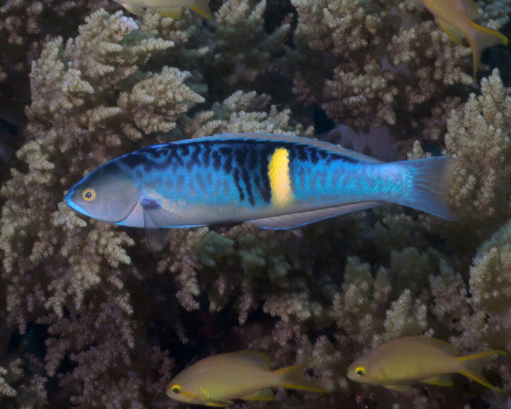 La girelle des Philippines (Pseudocoris bleekeri)