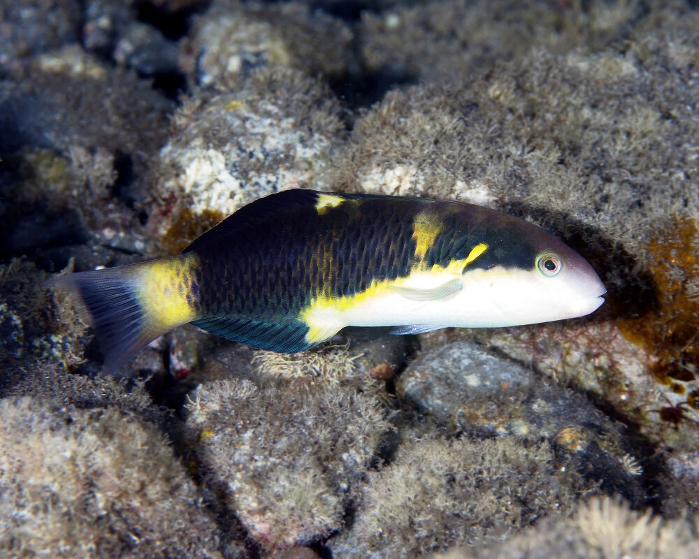 La girelle guêpe (Thalassoma jansenii)